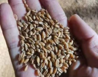 中国首次成规模进口俄罗斯小麦 667吨小麦运抵中国口岸