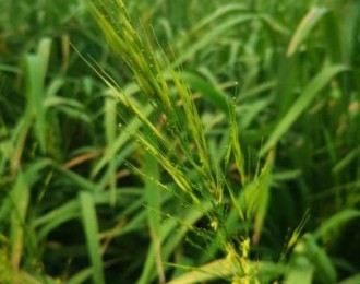 菰米“复活”：浙江大学与湖州市校合作聚焦野生品种 育种“失传”六谷