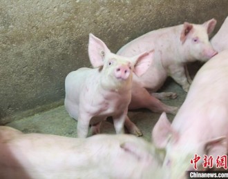 生猪大省吉林持续释放产能 天气转凉利好猪价回升