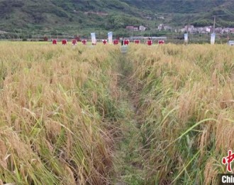 浙江建德：1.8米高“巨型稻”迎丰收