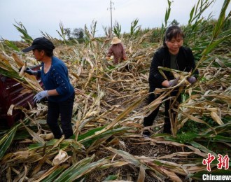 直击山西新绛“最强秋汛”后20万亩玉米“抢收”