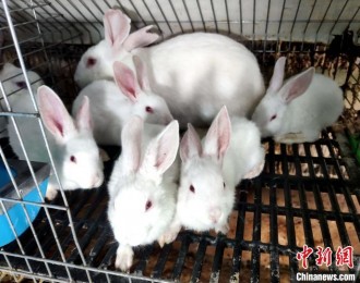 青海藏兔养殖：“蹦”出来的新希望