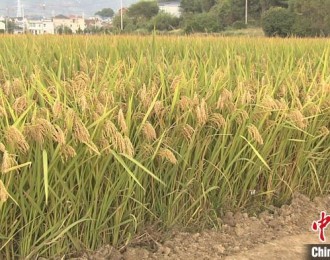 浙江一水稻新品种促粮食丰收 最高单产905.06公斤/亩