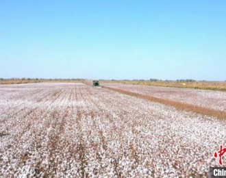 新疆轮台县逾95万亩棉花全面进入采收期