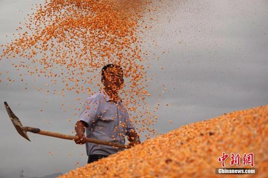 农业农村部：玉米价格属于恢复性上涨 价格将逐步趋稳