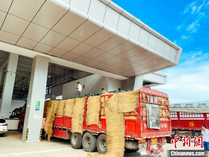 海南最大农产品一级批发市场开业 将起稳定“菜篮子”作用