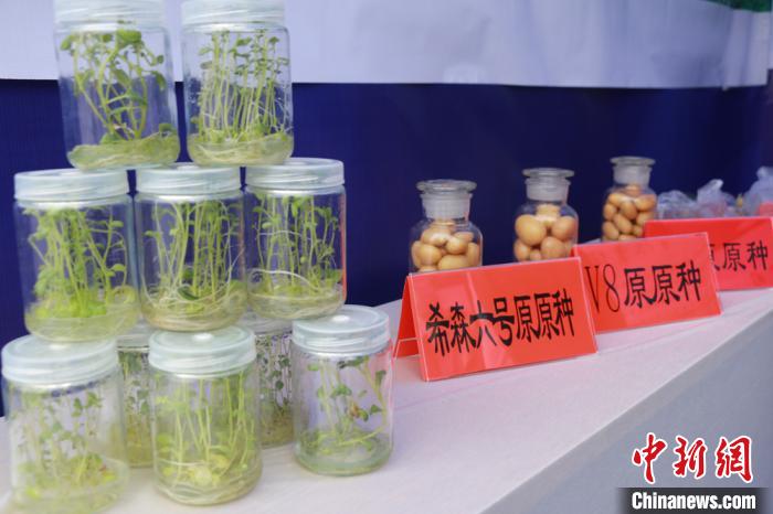 中国拓马铃薯产业增值空间 科技研发促主粮化生产