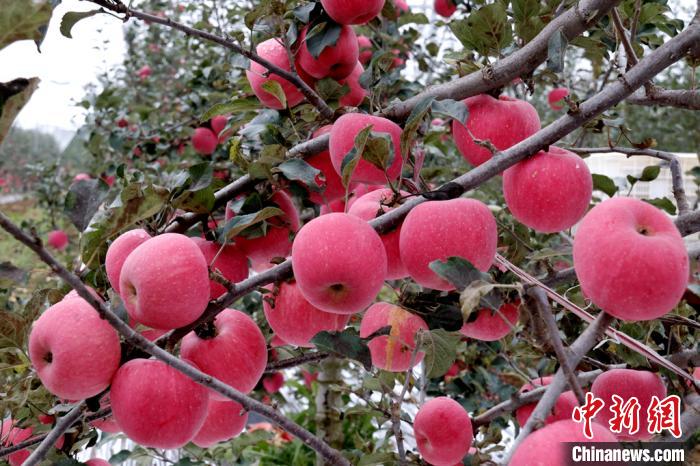 陕西延安（黄陵）苹果首次出口泰国 走向国际市场