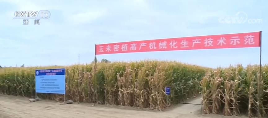 玉米密植高产示范田最高亩产达1663.25公斤