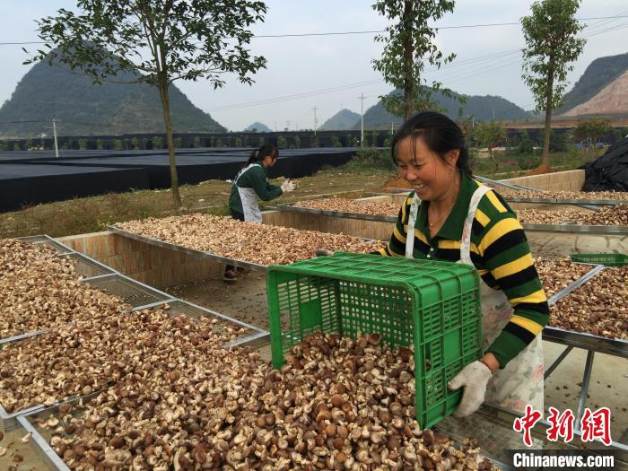 2020中国·贵州食用菌产业发展大会在安龙开幕