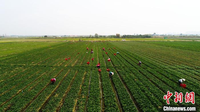 广州增城打造特色农产品品牌 成大湾区“菜篮子”