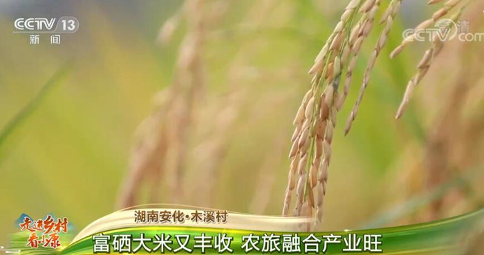 湖南安化·木溪村：富硒大米又丰收 农旅融合产业旺