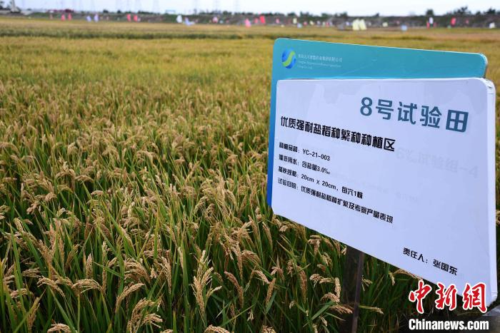 青岛举行海水稻收割测评会  品种最高亩产达779.1公斤