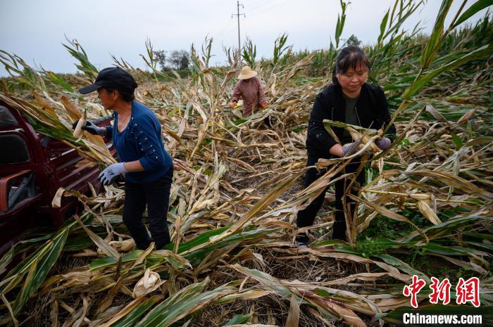 直击山西新绛“最强秋汛”后20万亩玉米“抢收”