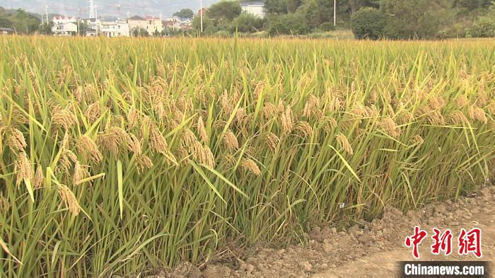 浙江一水稻新品种促粮食丰收 最高单产905.06公斤/亩