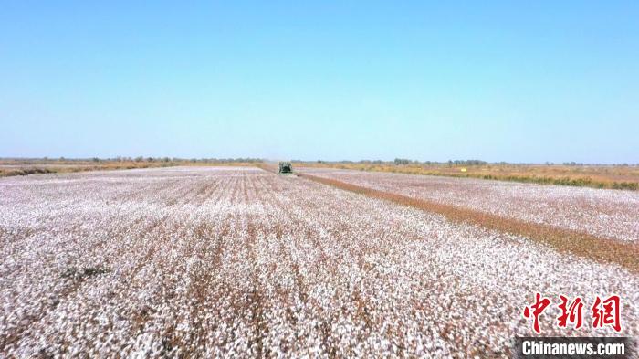新疆轮台县逾95万亩棉花全面进入采收期